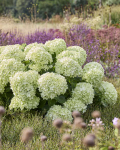 Bild von Hydrangea